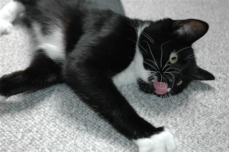 Blanding af racer 17 (død 19/11-09) billede 12