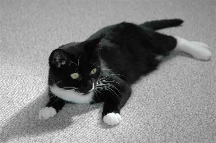 Blanding af racer 17 (død 19/11-09) billede 13