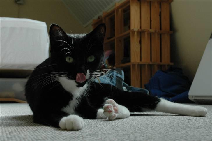 Blanding af racer 17 (død 19/11-09) billede 14