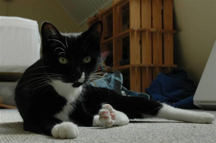 Blanding af racer 17 (død 19/11-09) billede 15