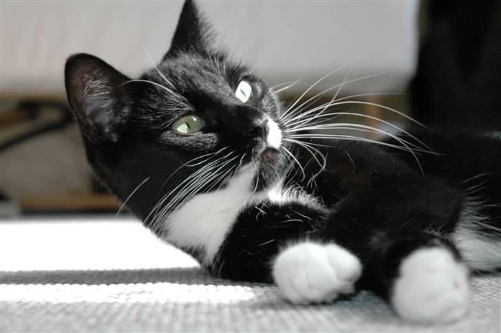 Blanding af racer 17 (død 19/11-09) billede 16