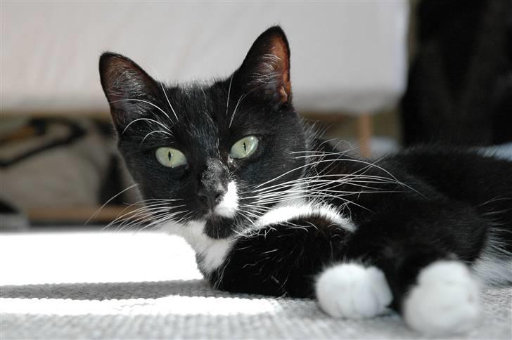 Blanding af racer 17 (død 19/11-09) billede 17