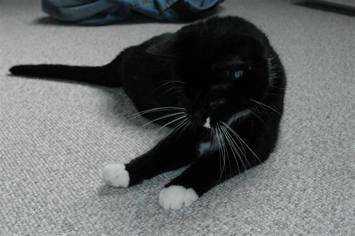 Blanding af racer 17 (død 19/11-09) billede 18