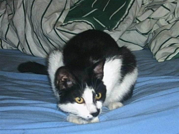 Huskat Plet billede 7