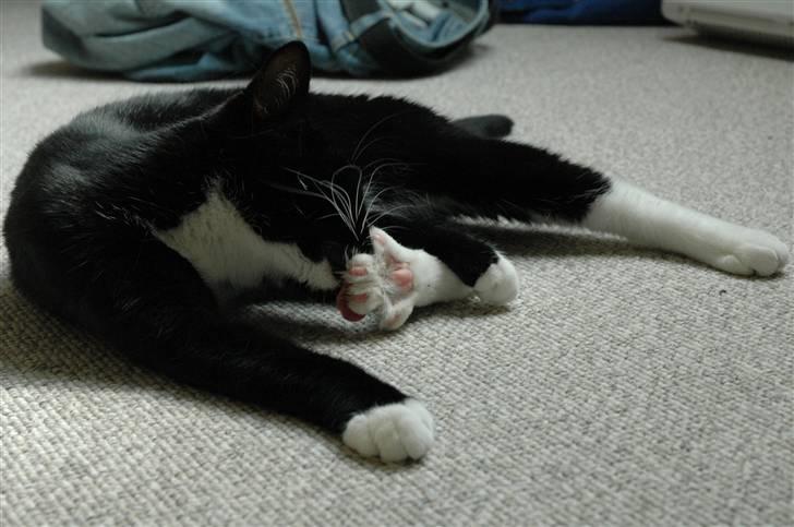 Blanding af racer 17 (død 19/11-09) billede 19