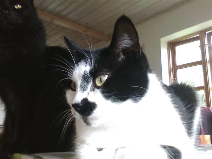 Huskat Plet billede 8