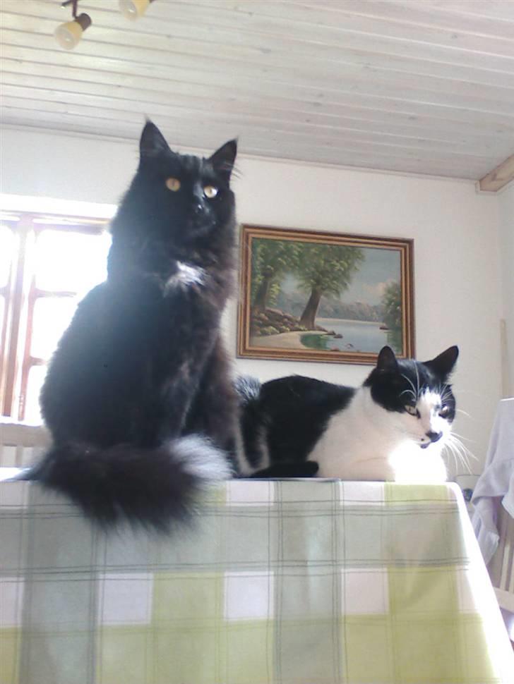 Huskat Plet - Mig & Micky billede 9