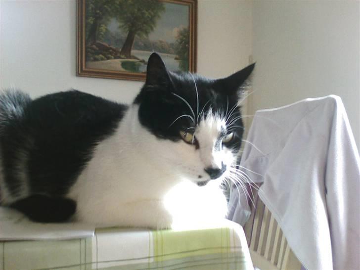 Huskat Plet billede 10