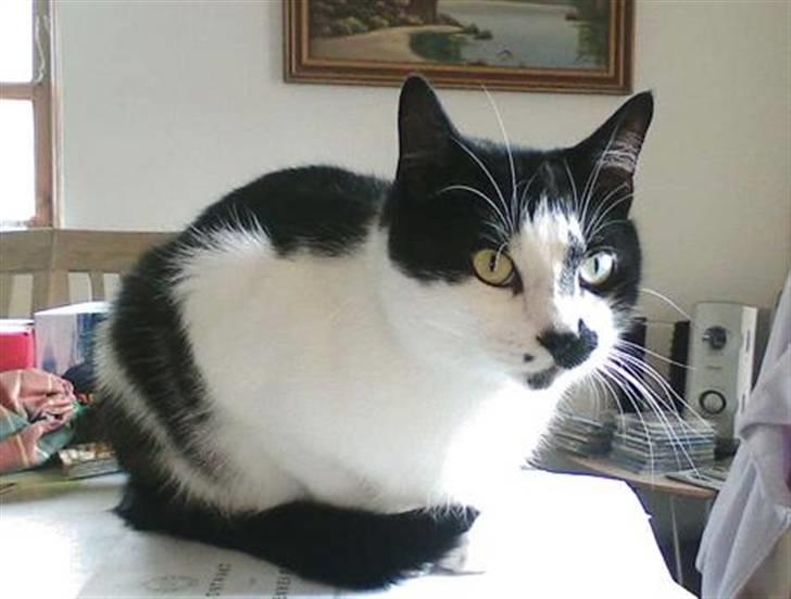 Huskat Plet billede 11