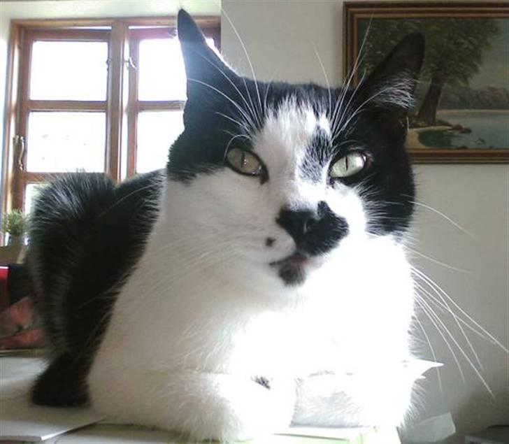 Huskat Plet billede 12