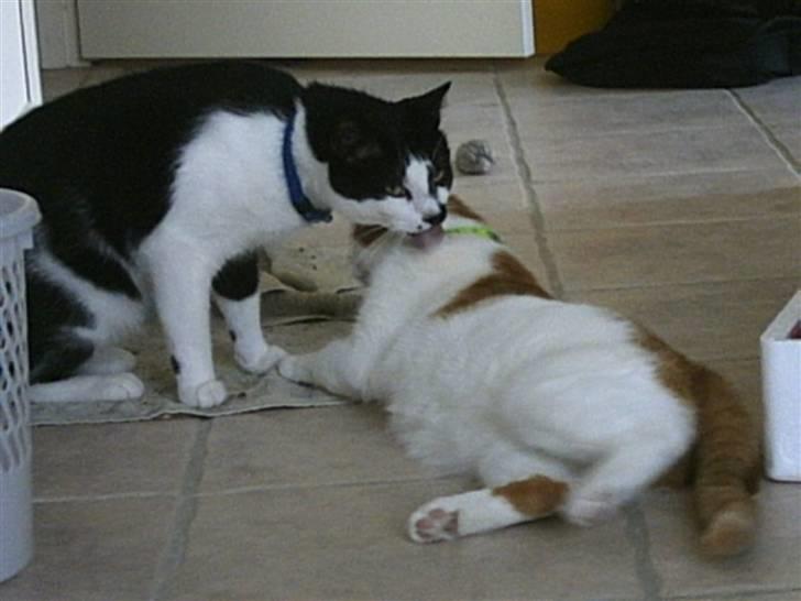 Huskat Plet - Mig & Cheri billede 13