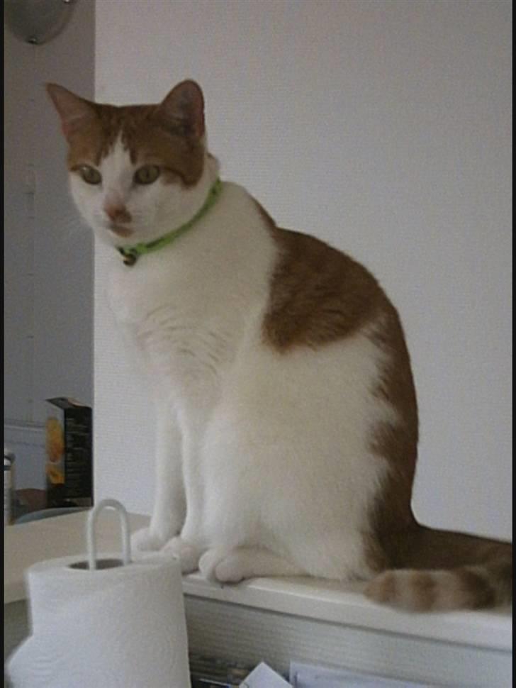 Huskat Mon Cheri billede 6