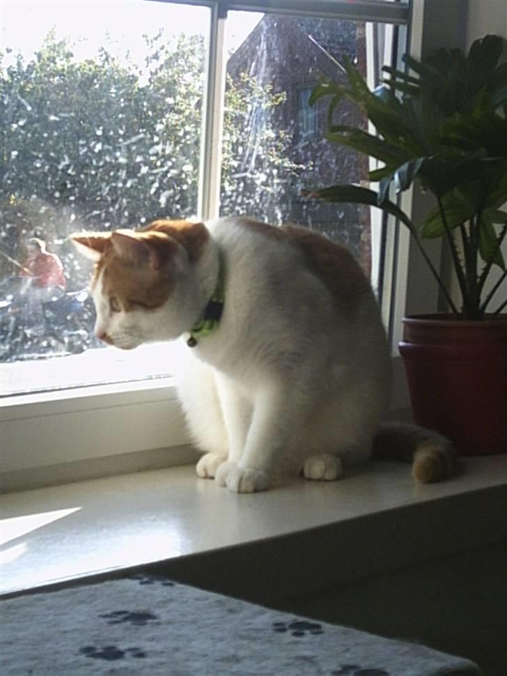 Huskat Mon Cheri billede 7