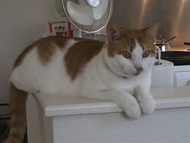 Huskat Mon Cheri billede 8