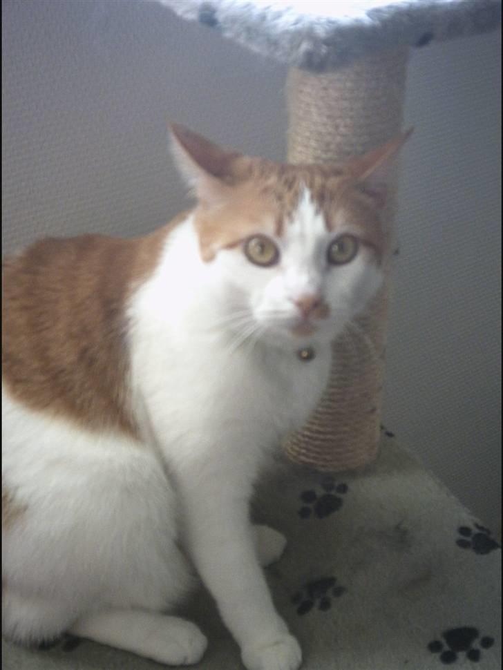 Huskat Mon Cheri billede 9