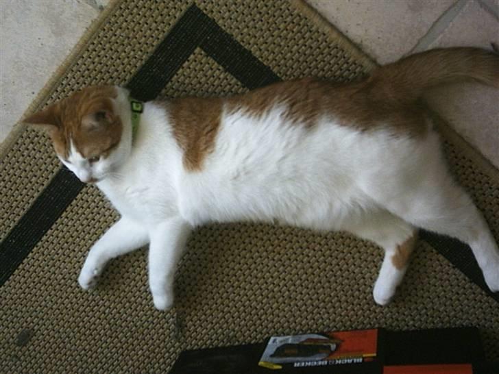 Huskat Mon Cheri billede 10