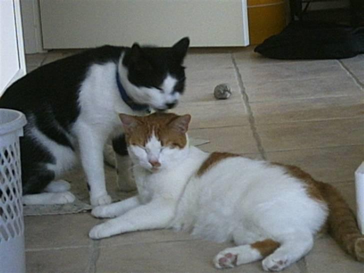 Huskat Mon Cheri - Mig & Plet billede 11