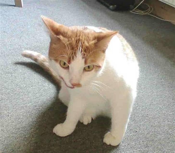 Huskat Mon Cheri billede 12