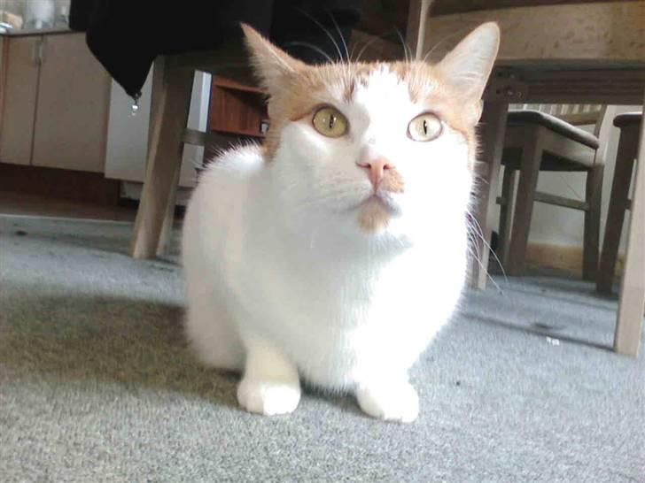 Huskat Mon Cheri billede 13