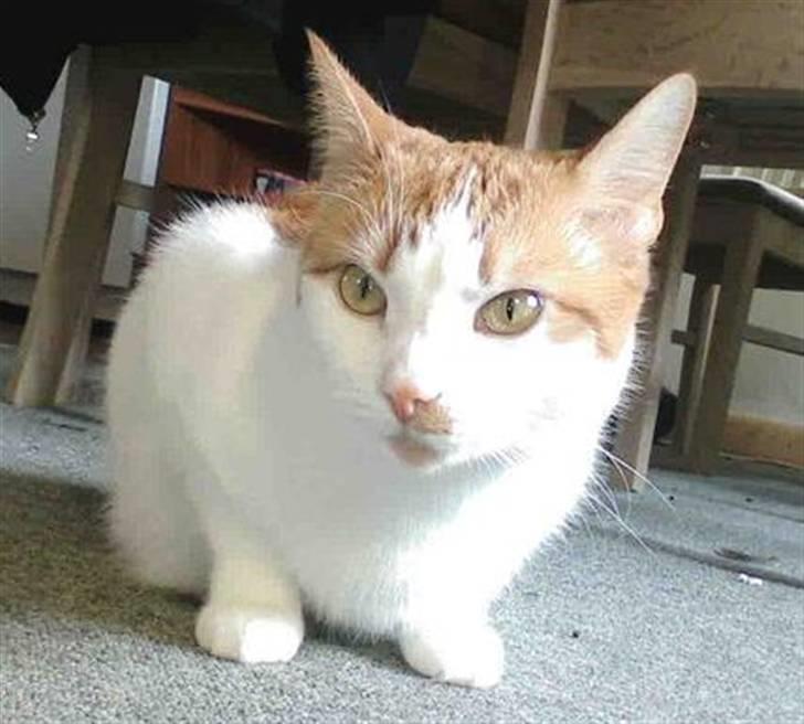 Huskat Mon Cheri billede 14