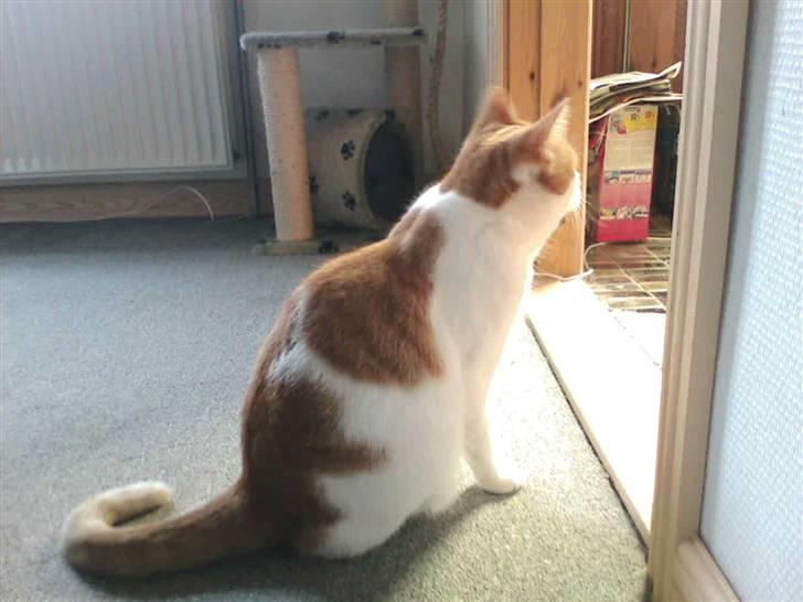 Huskat Mon Cheri billede 15