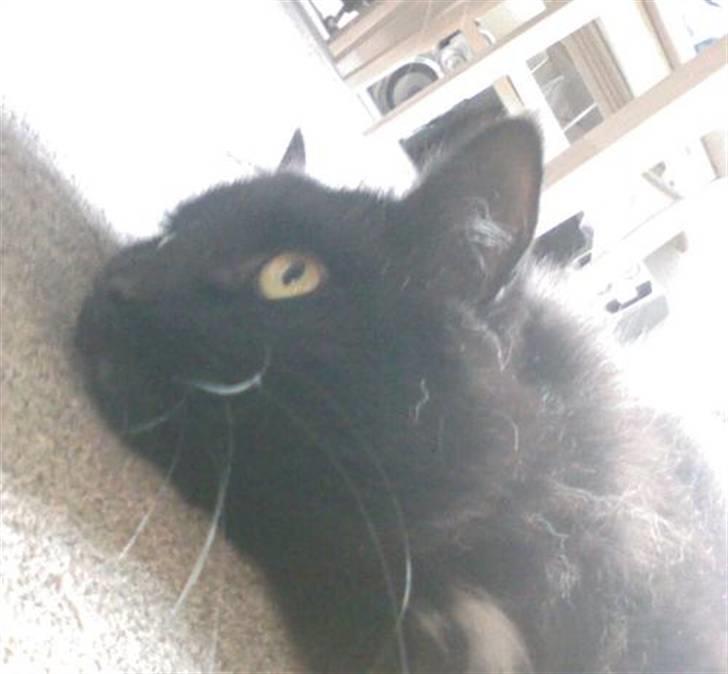 Blanding af racer Micky billede 10