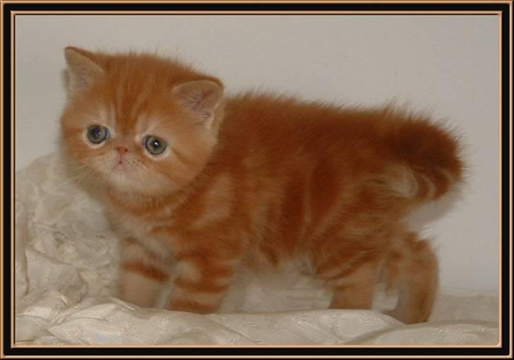 Exotic Tuff-E-Nuff billede 1