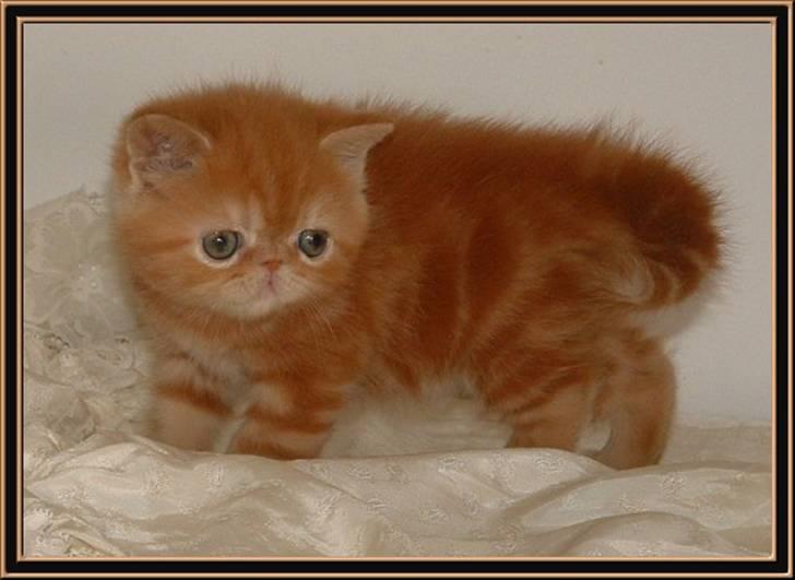 Exotic Tuff-E-Nuff billede 2