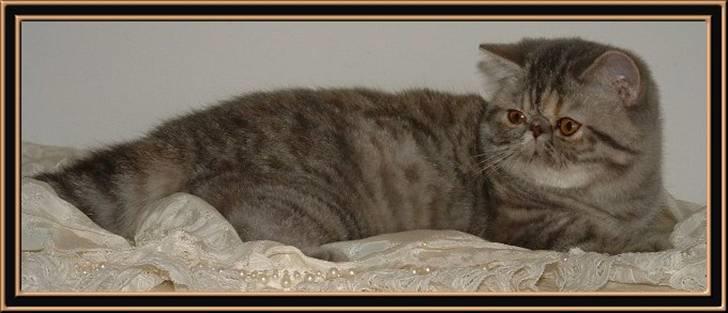 Exotic Wishes & Dreams! billede 1