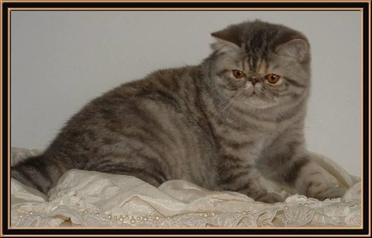 Exotic Wishes & Dreams! billede 2