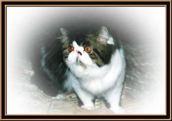 Perser Jitterbug On Ice billede 1