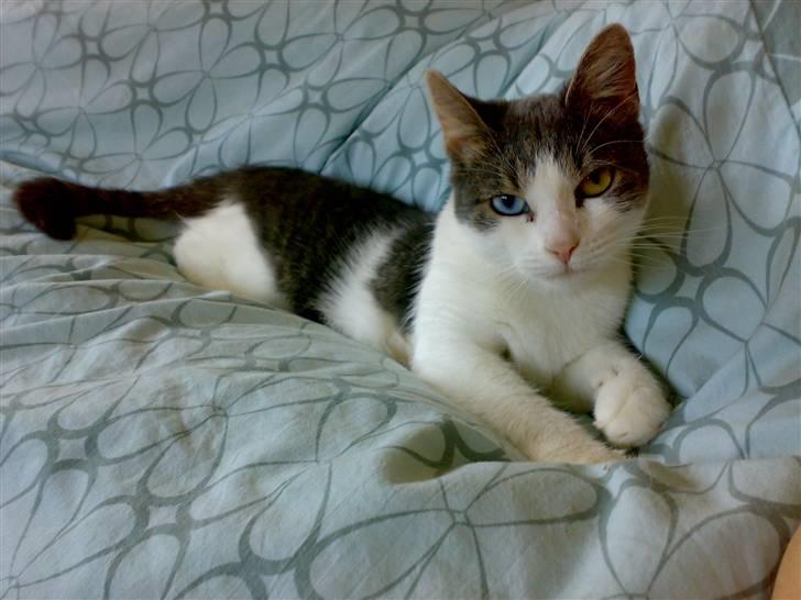 Blanding af racer R.I.P Mille min lille skat, du vil savnes billede 1