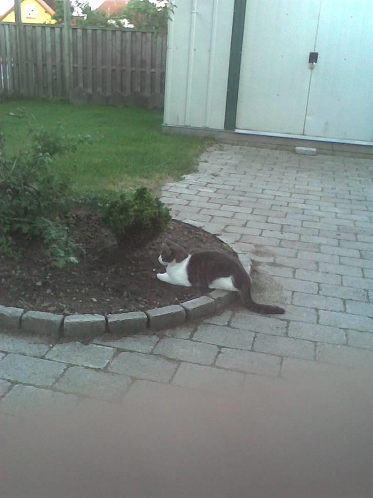 Blanding af racer R.I.P Mille min lille skat, du vil savnes billede 2