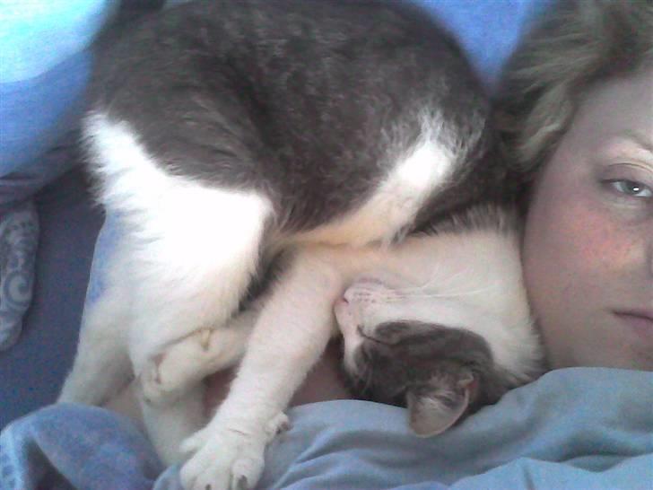 Blanding af racer R.I.P Mille min lille skat, du vil savnes billede 3