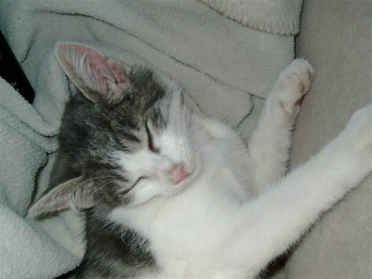 Blanding af racer R.I.P Mille min lille skat, du vil savnes billede 4