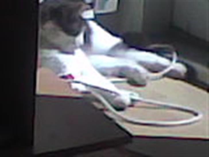 Blanding af racer R.I.P Mille min lille skat, du vil savnes billede 5