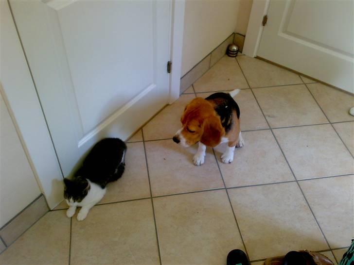 Blanding af racer R.I.P Mille min lille skat, du vil savnes billede 6