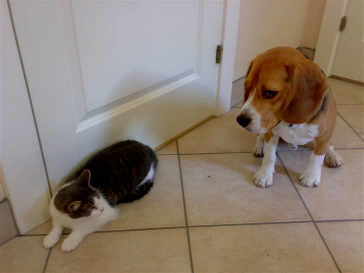 Blanding af racer R.I.P Mille min lille skat, du vil savnes billede 7