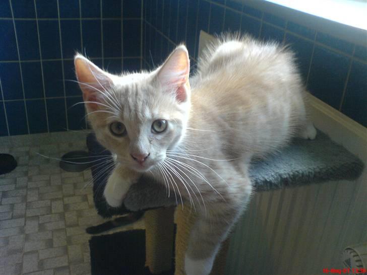 Blanding af racer Pjump billede 18