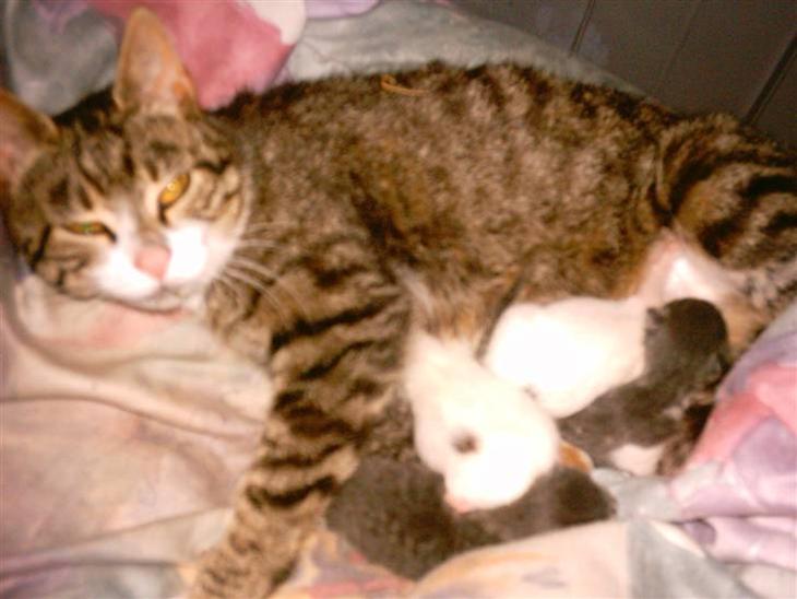 {{currentPhoto.altText}} billede {{currentPhoto.number}}