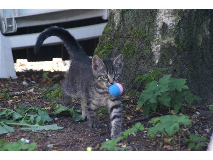 {{currentPhoto.altText}} billede {{currentPhoto.number}}