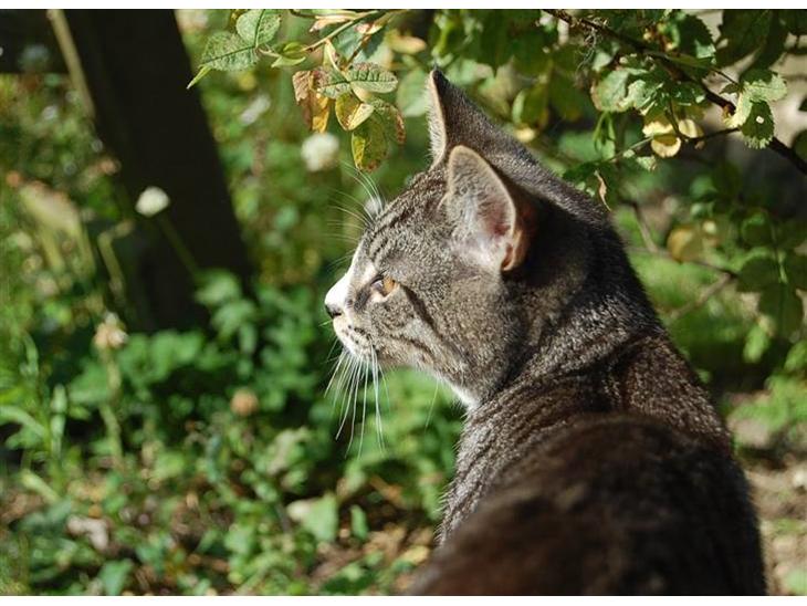 Huskat Figaro ! Forsvundet ! - foto: Mette Hansen billede 1