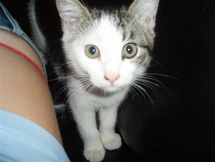 {{currentPhoto.altText}} billede {{currentPhoto.number}}