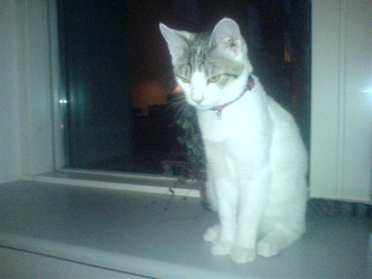 {{currentPhoto.altText}} billede {{currentPhoto.number}}