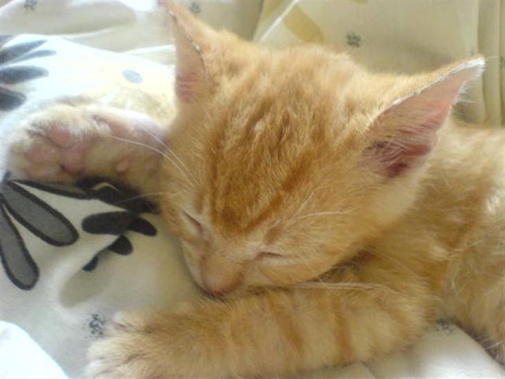 Huskat Garfield - putter billede 1