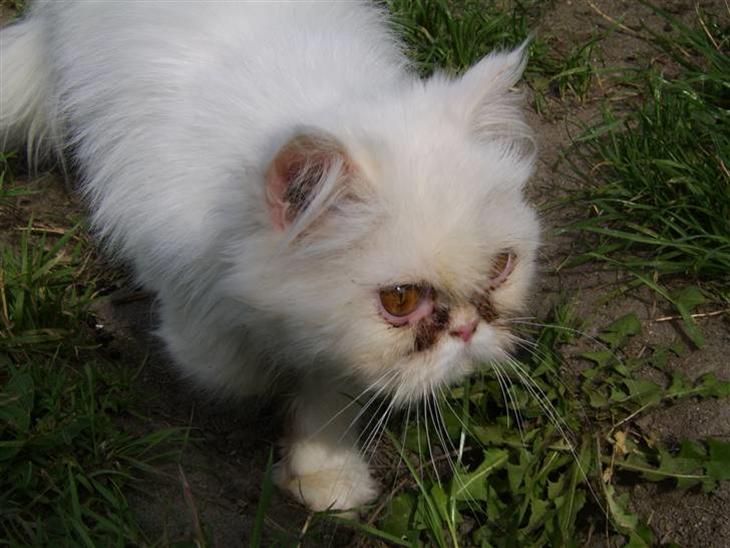 {{currentPhoto.altText}} billede {{currentPhoto.number}}