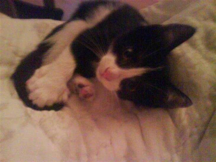 {{currentPhoto.altText}} billede {{currentPhoto.number}}