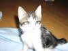 Huskat Gurli R.I.P
