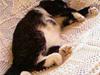 Huskat Cleo