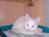 Huskat Nala R.I.P